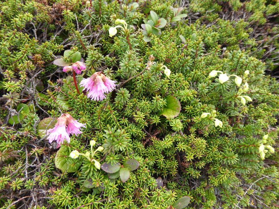 P1040496_mid.jpg