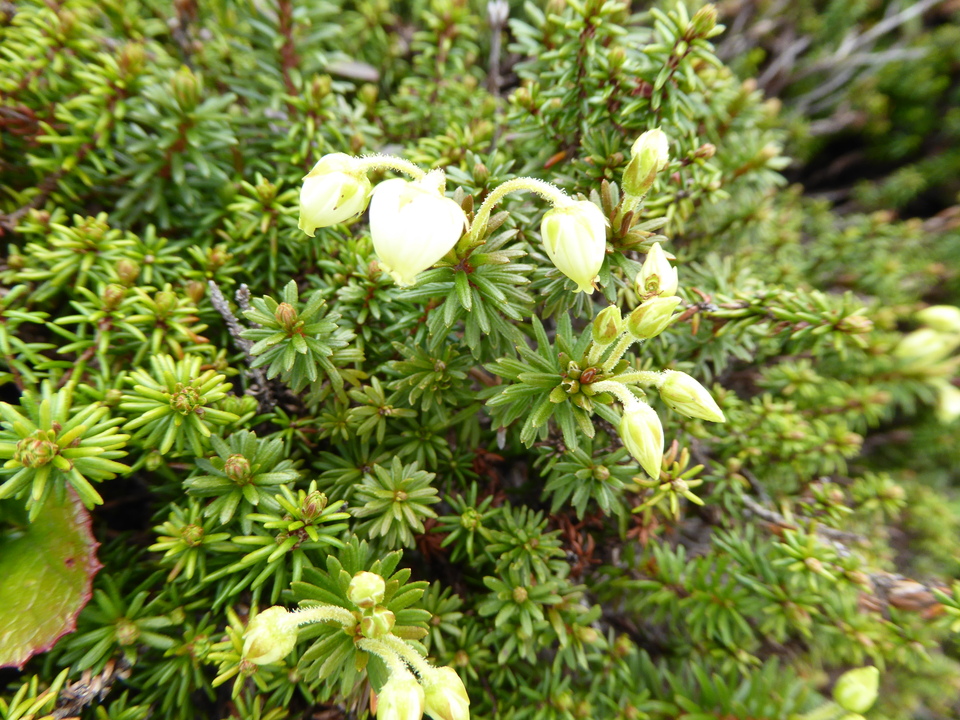 P1040497_mid.jpg