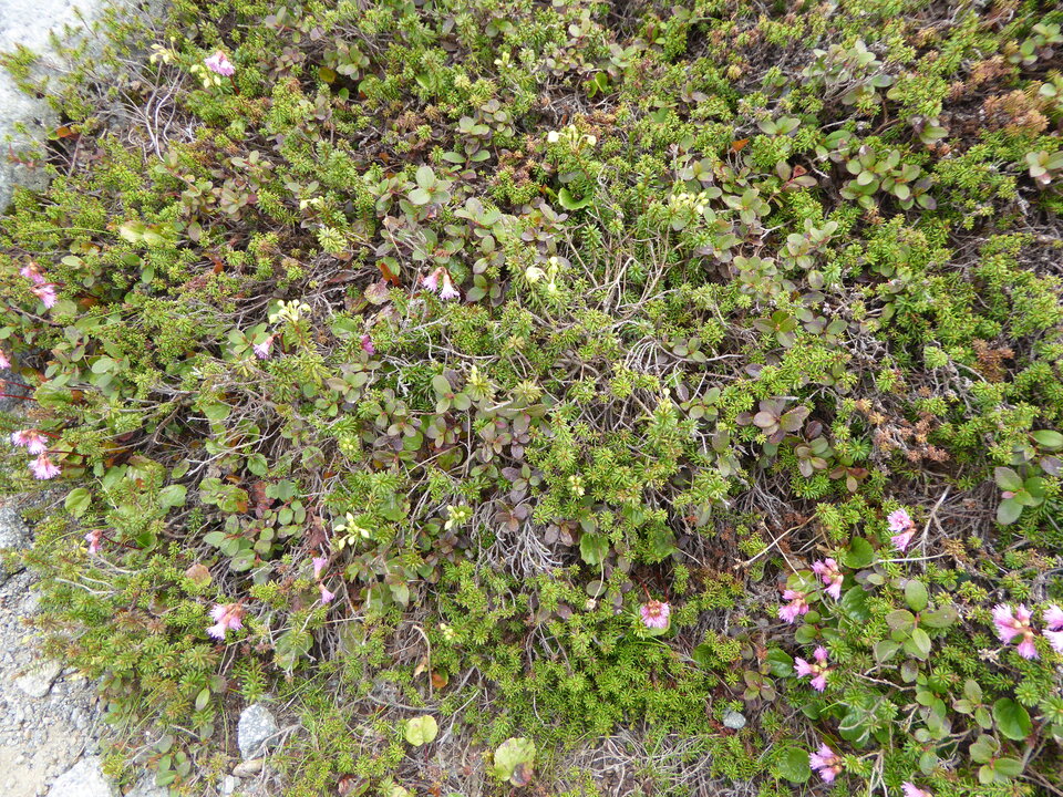 P1040498_mid.jpg