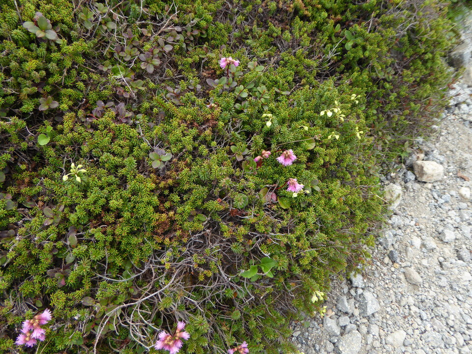 P1040500_mid.jpg
