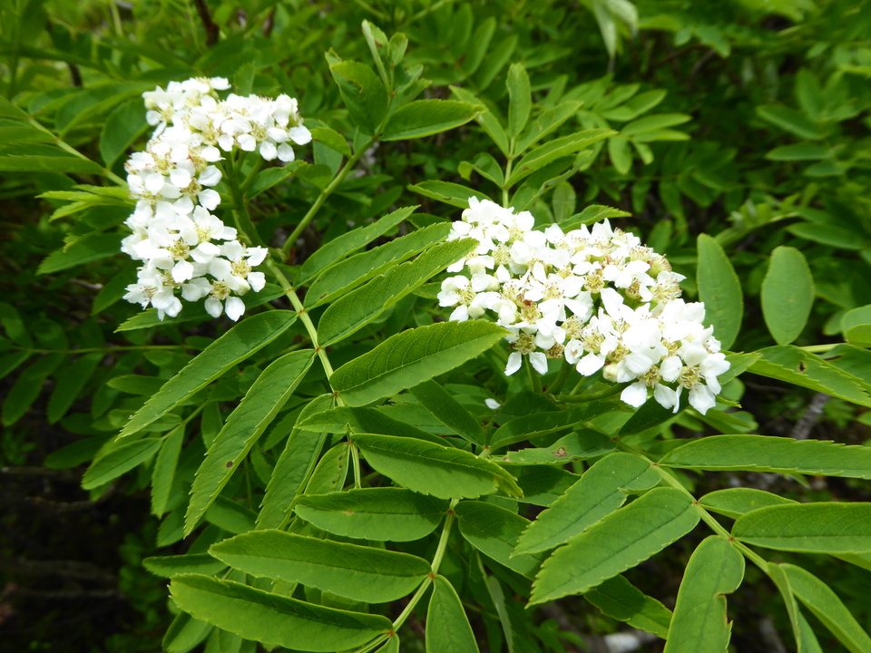 P1040517_mid.jpg
