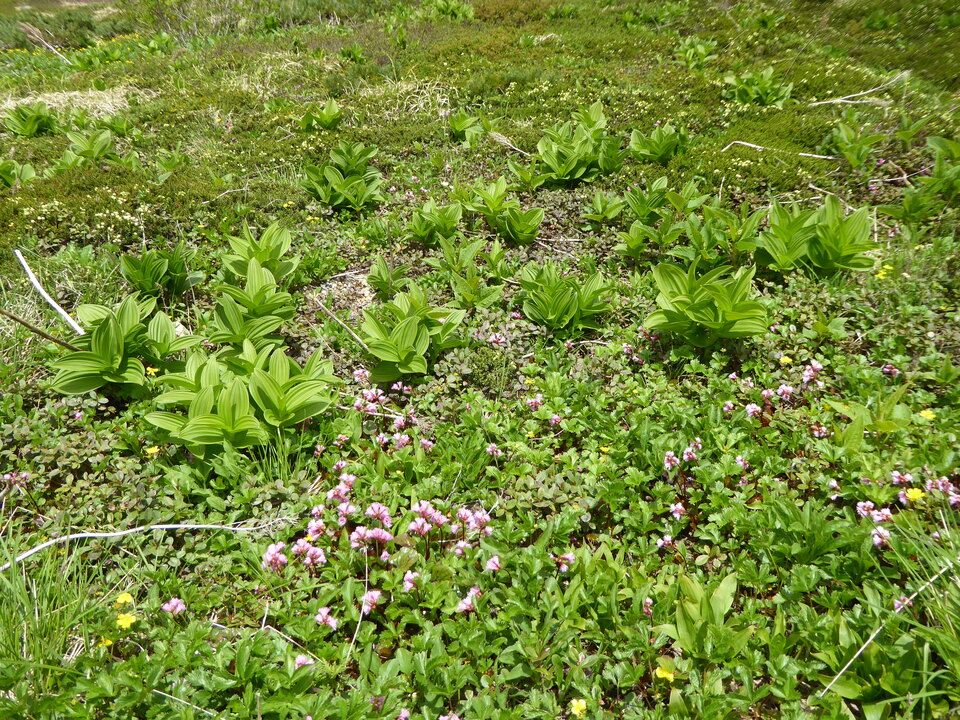 P1040527_mid.jpg