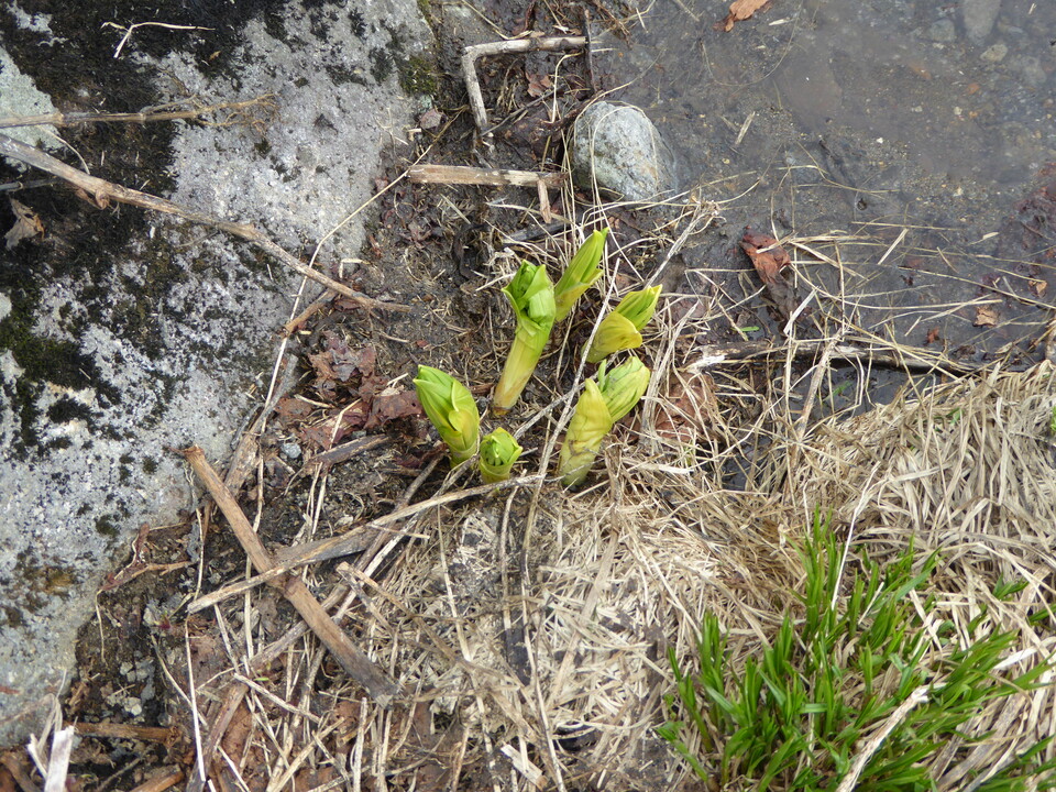 P1040532_mid.jpg