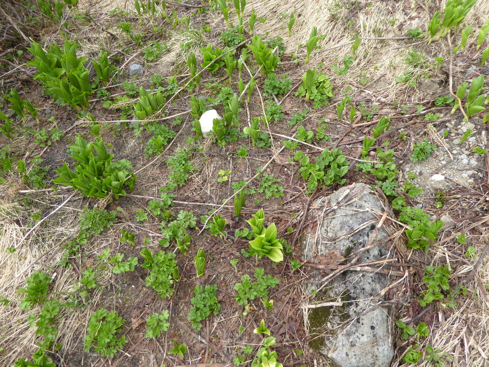 P1040534_mid.jpg