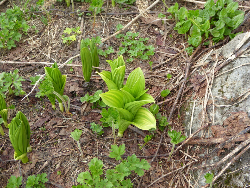 P1040535_mid.jpg