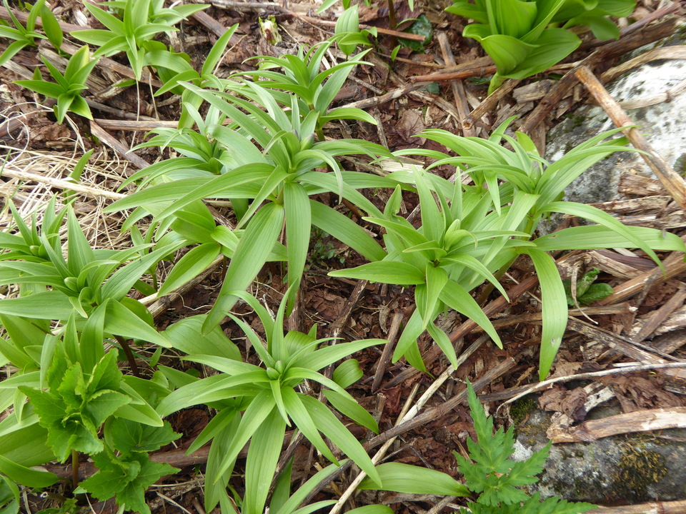 P1040536_mid.jpg