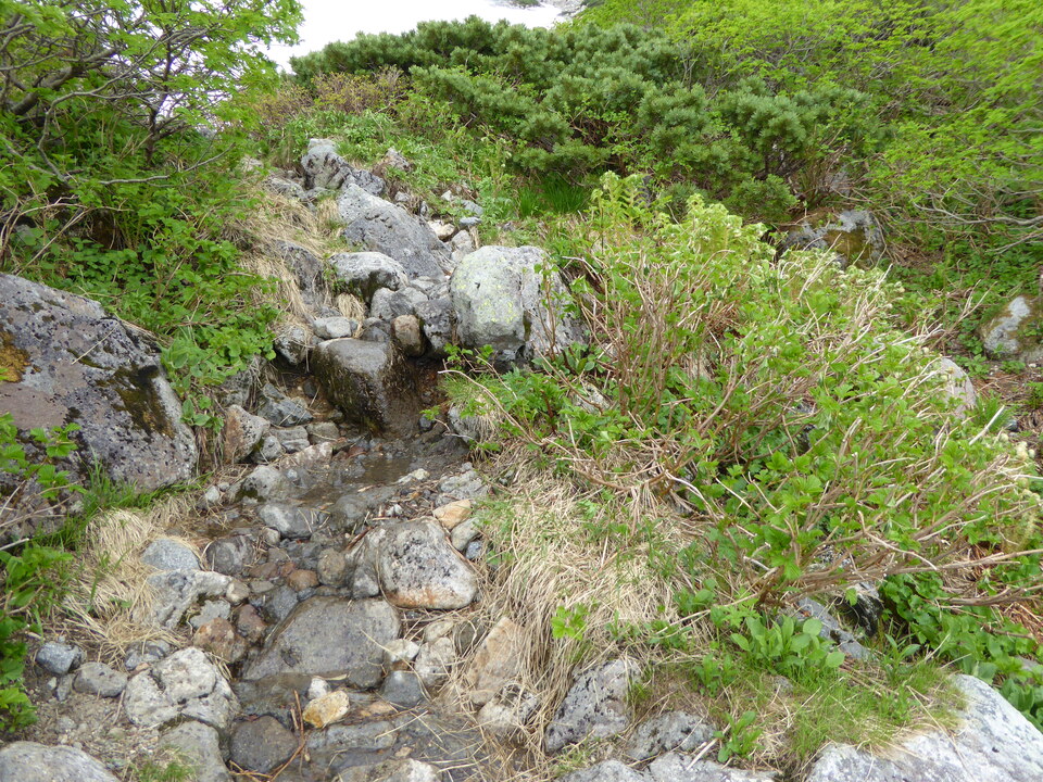 P1040541_mid.jpg