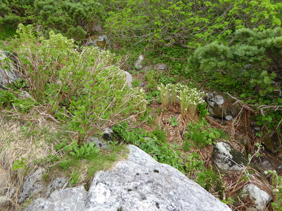 P1040542_mid.jpg