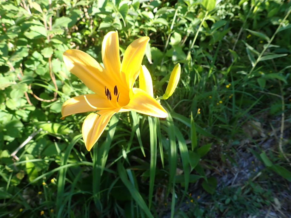 P7027597_mid.jpg