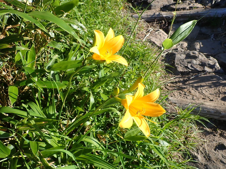 P7027616_mid.jpg
