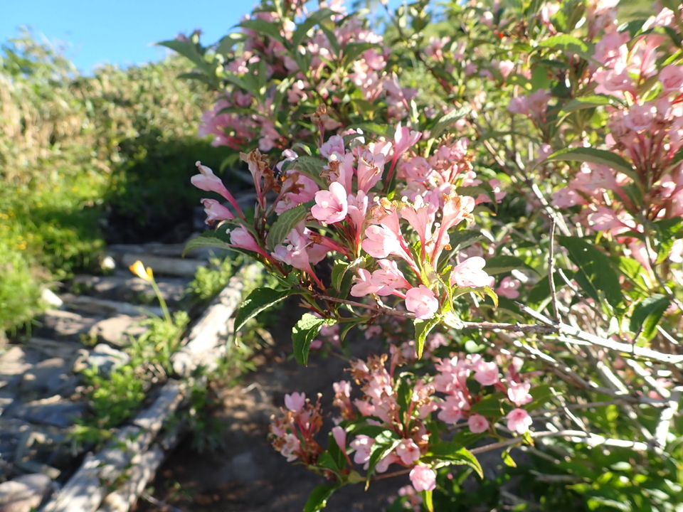 P7027619_mid.jpg