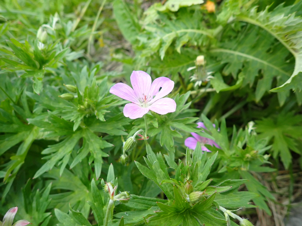 P7027667_mid.jpg