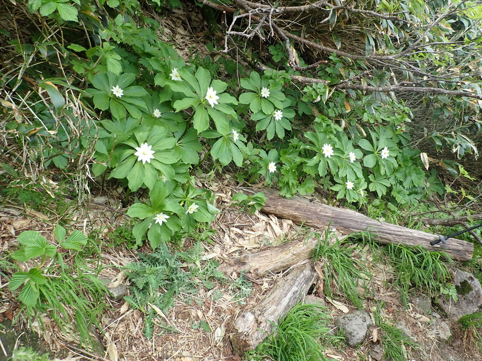 P7027680_mid.jpg