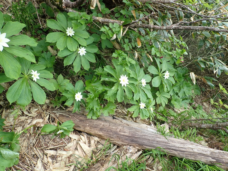 P7027682_mid.jpg