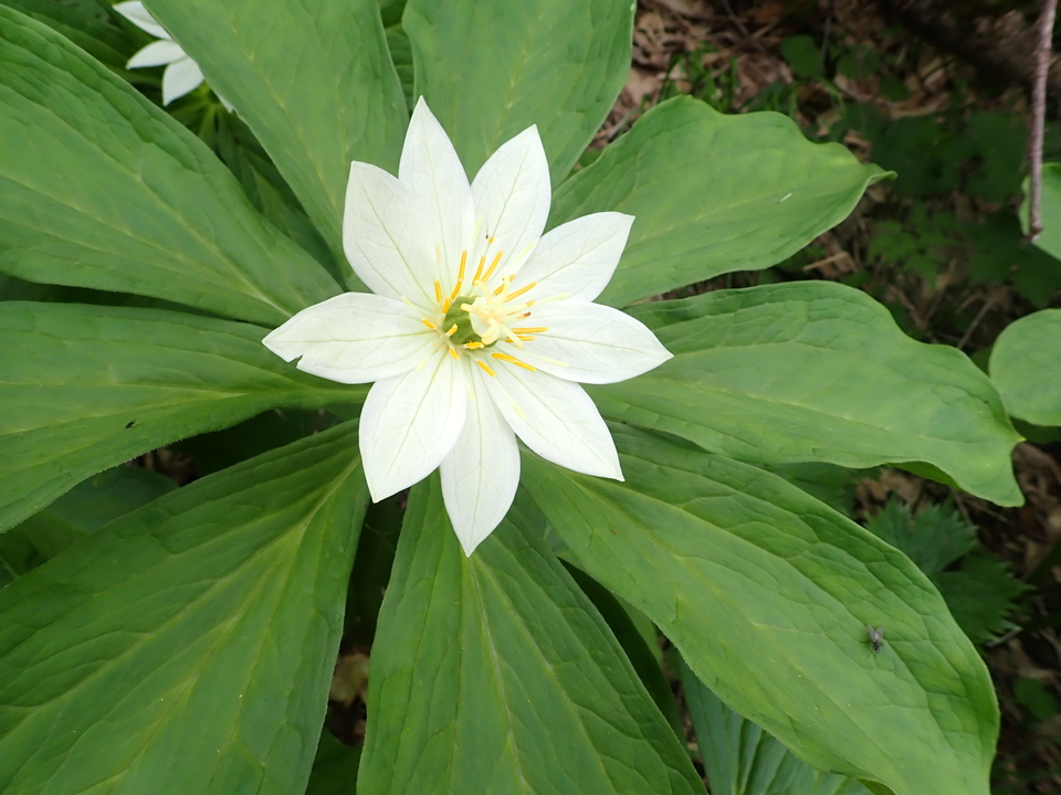 P7027683_mid.jpg