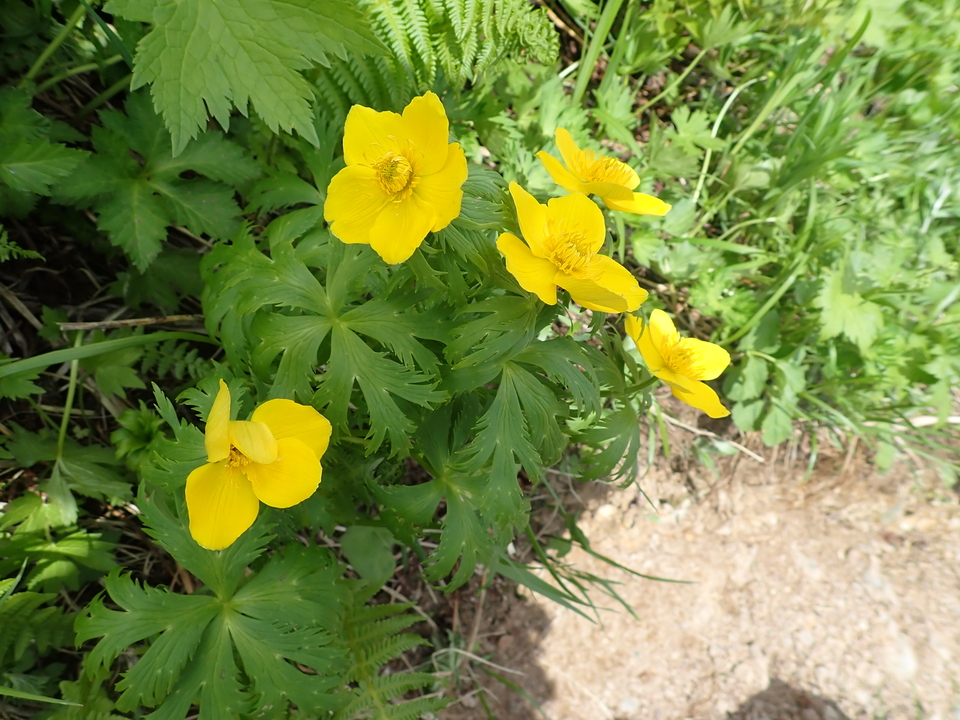 P7027691_mid.jpg