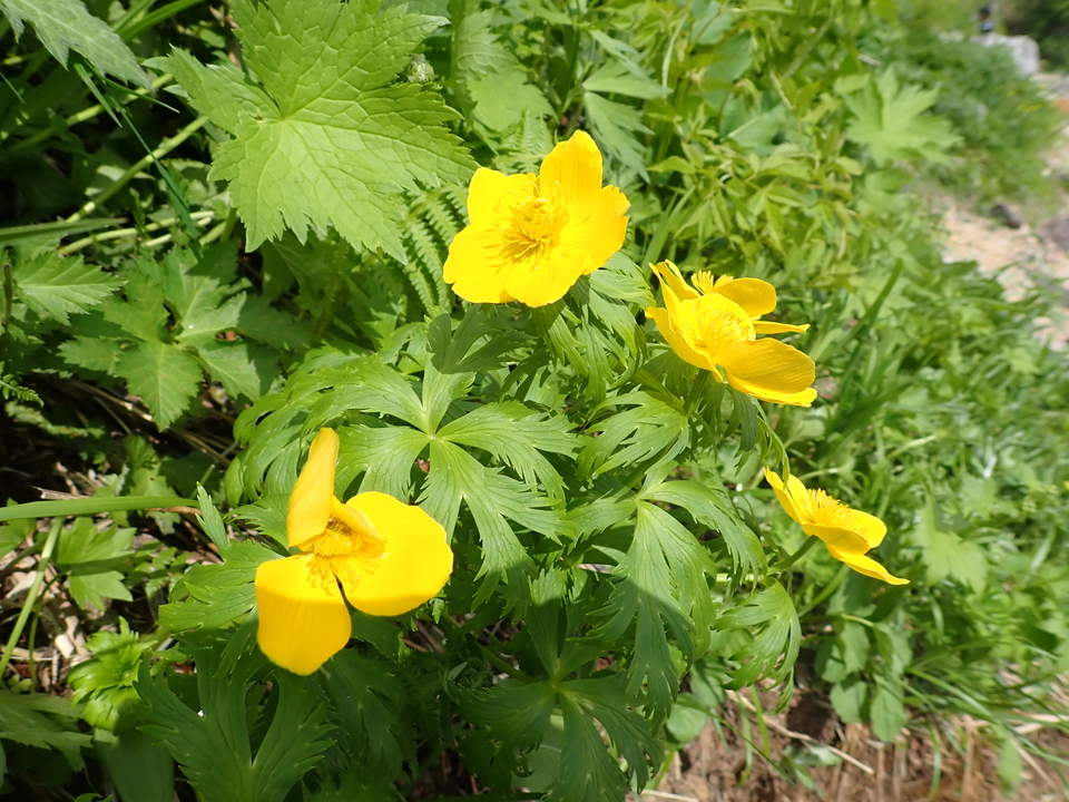 P7027692_mid.jpg