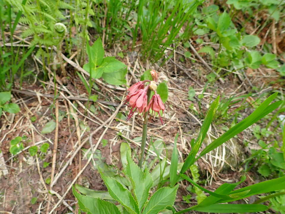 P7027698_mid.jpg