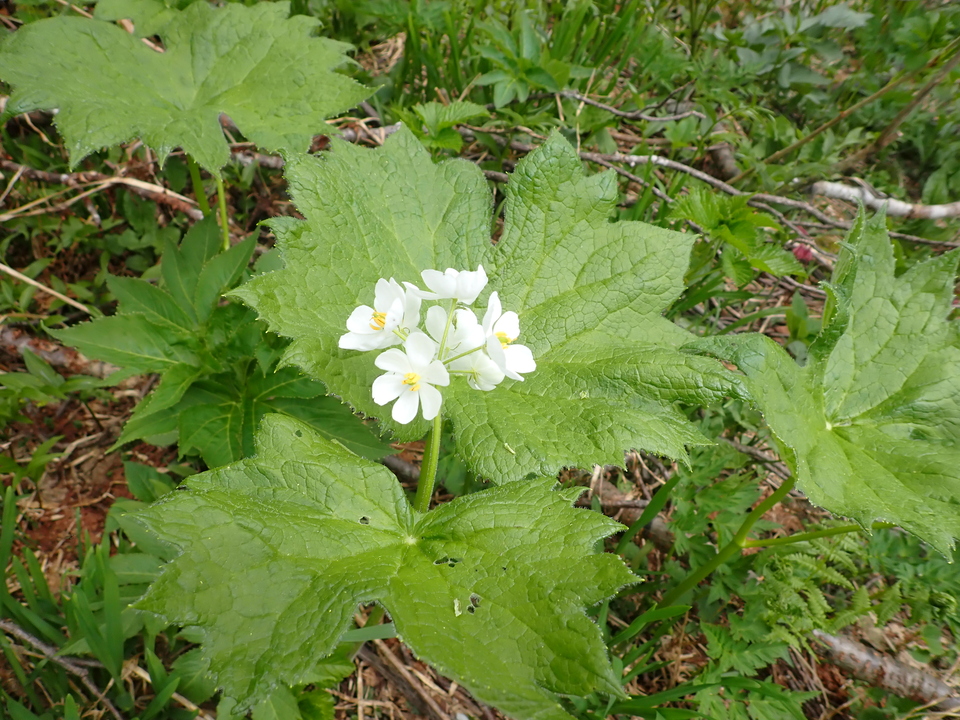 P7027701_mid.jpg
