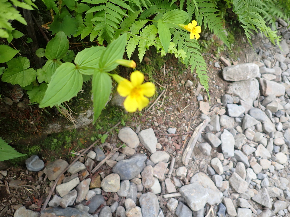 P7027744_mid.jpg