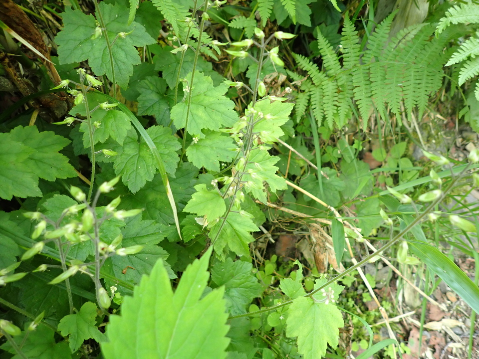 P7027756_mid.jpg