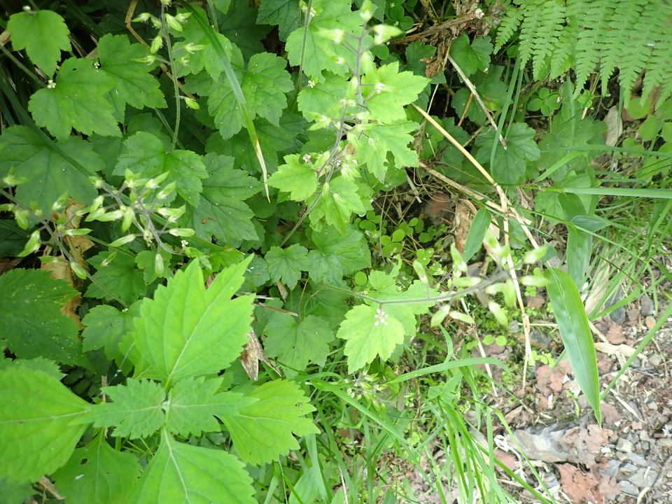 P7027757_mid.jpg