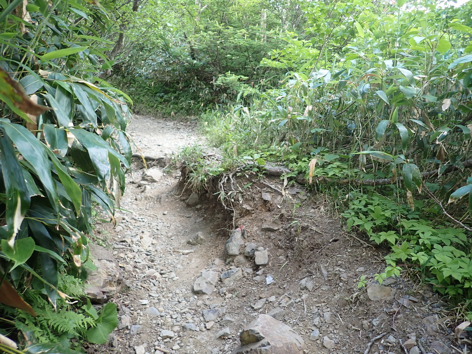 P7027764_mid.jpg