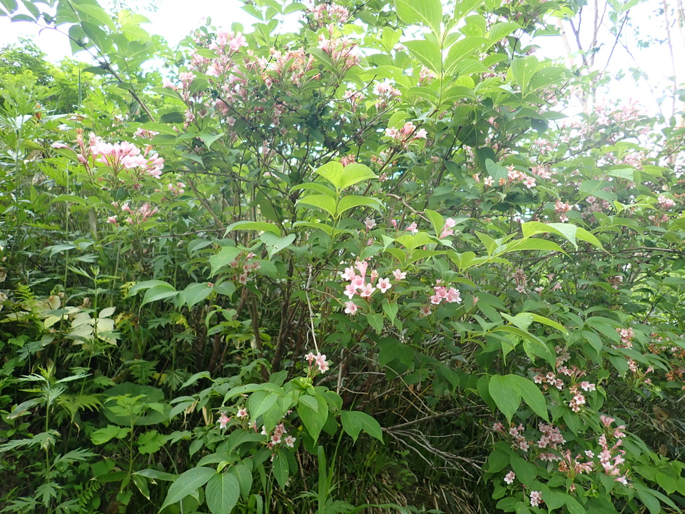 P7027776_mid.jpg