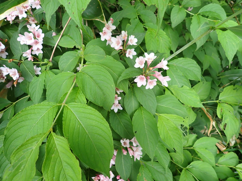 P7027778_mid.jpg