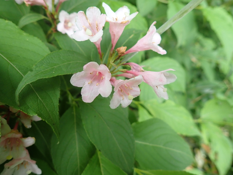 P7027779_mid.jpg