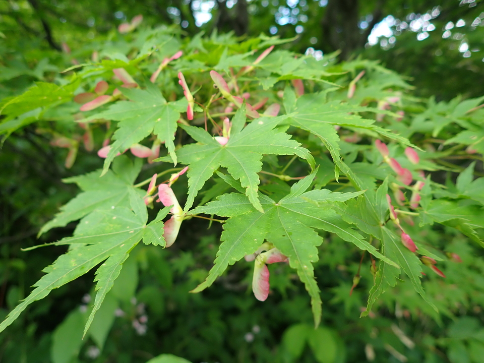 P7027781_mid.jpg