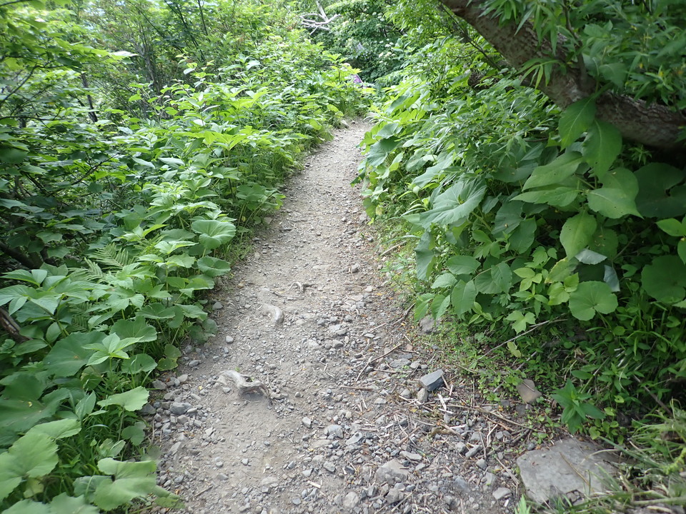 P7027795_mid.jpg