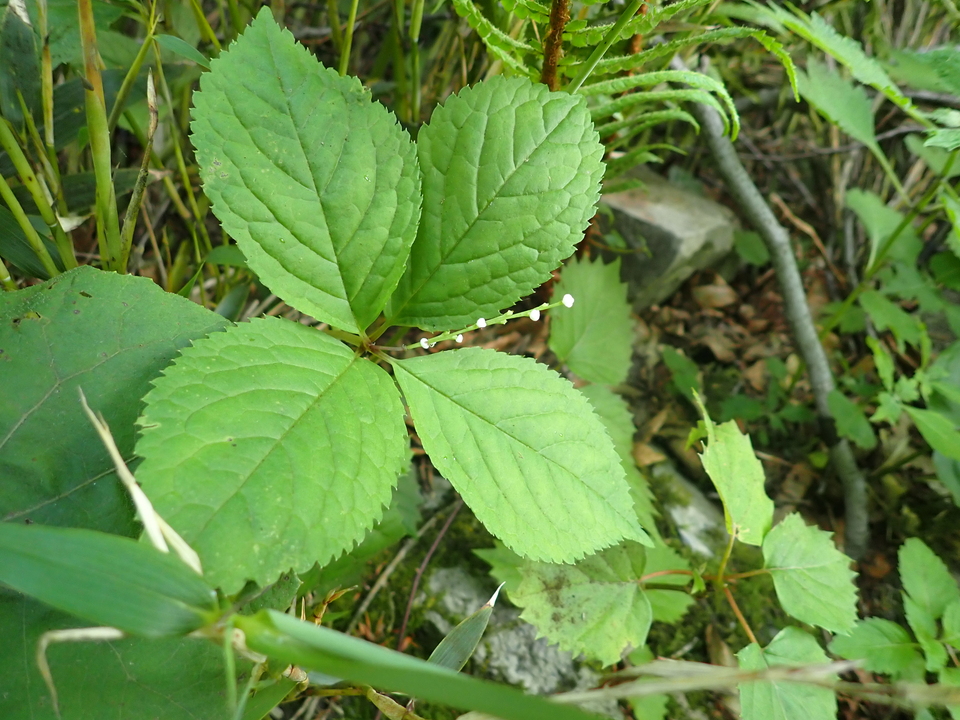 P7027817_mid.jpg