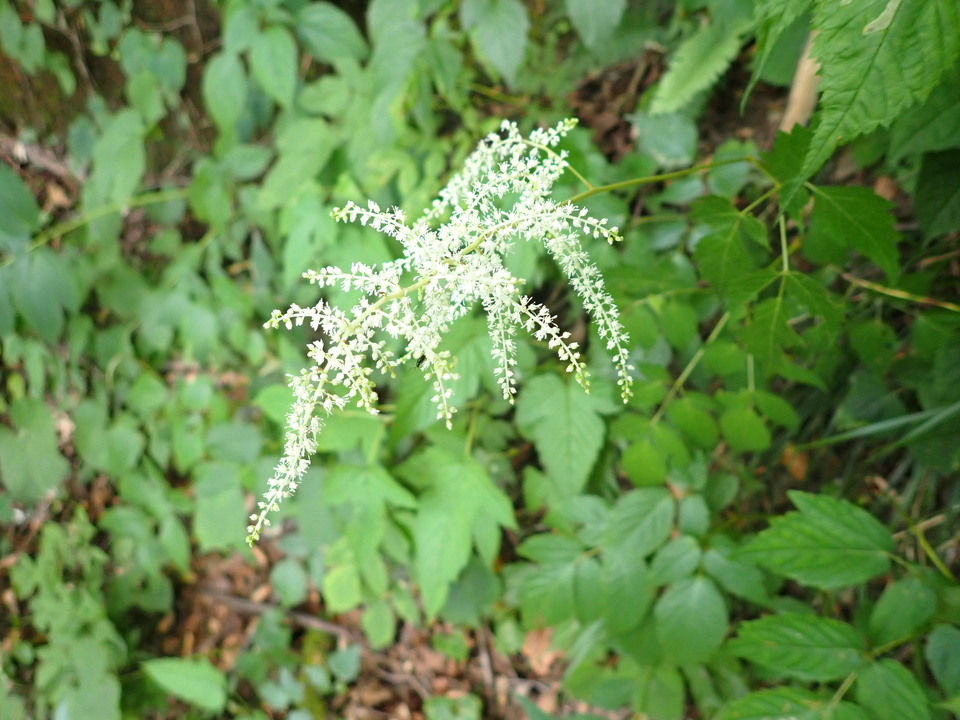 P7027823_mid.jpg