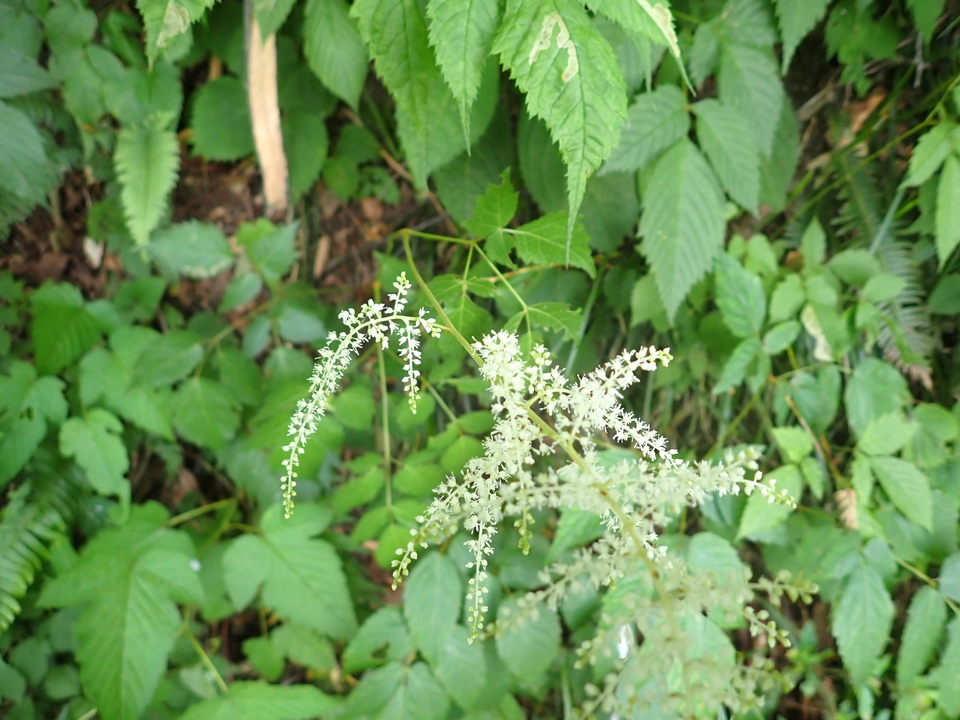 P7027825_mid.jpg