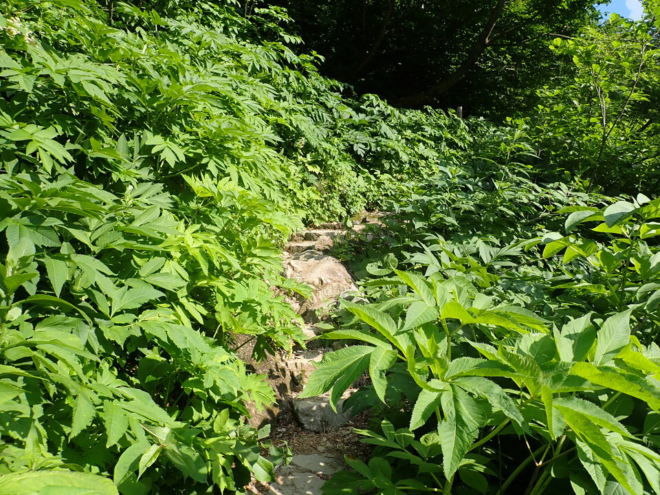 P7027827_mid.jpg