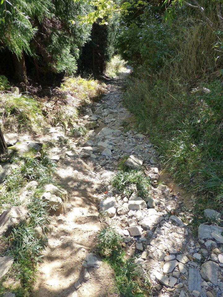 P1030478_mid.jpg