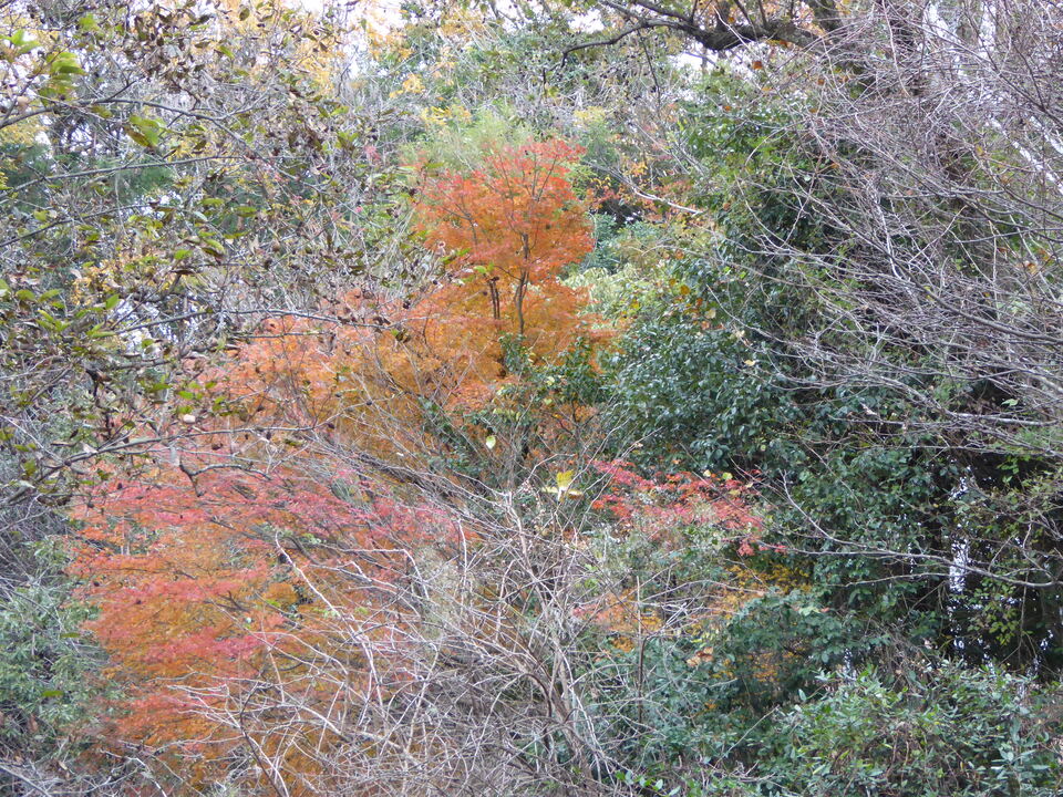 P1040915_mid.jpg