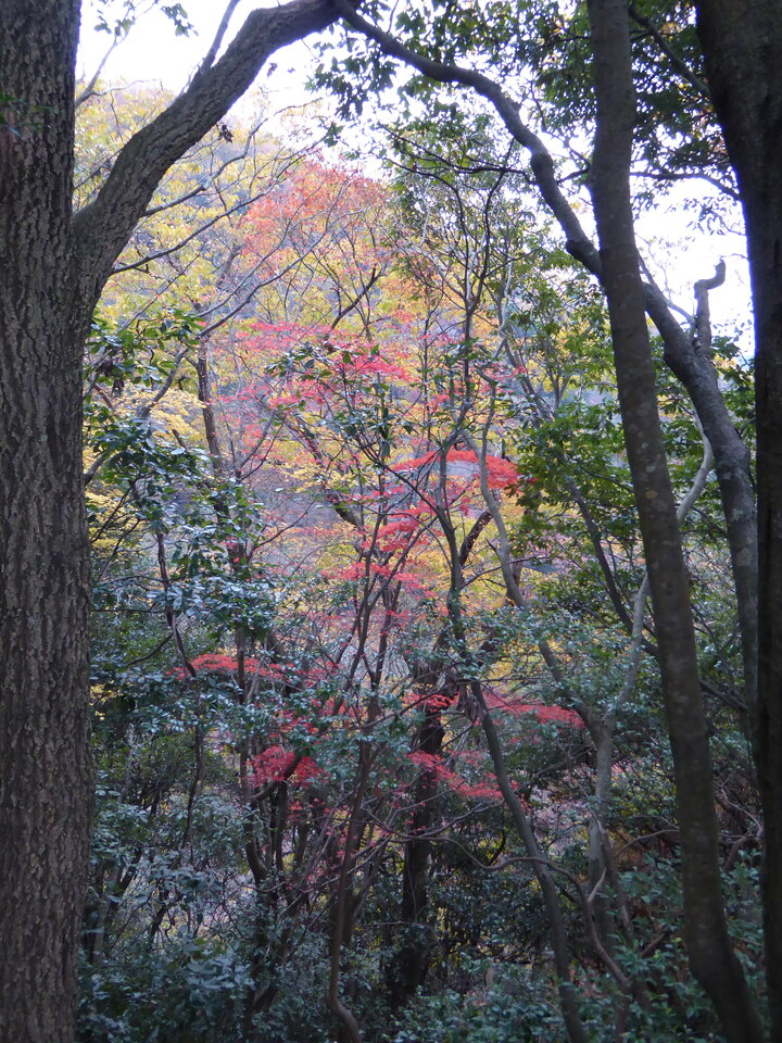 P1040917_mid.jpg