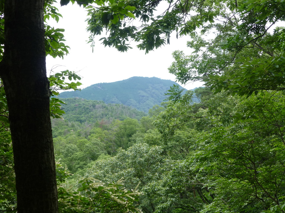 P1070383_mid.jpg