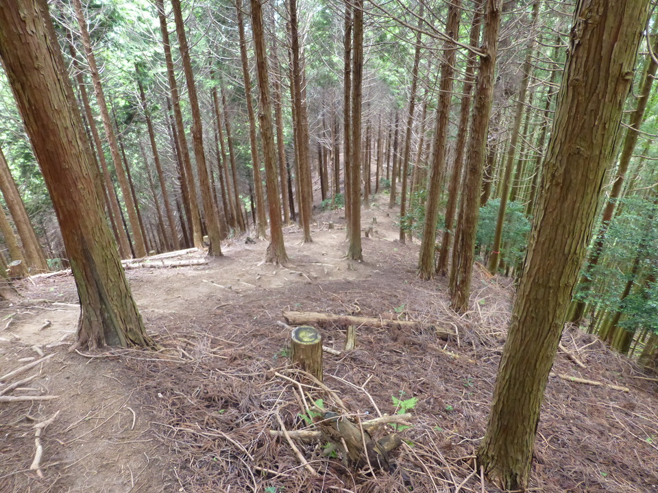 P1070475_mid.jpg