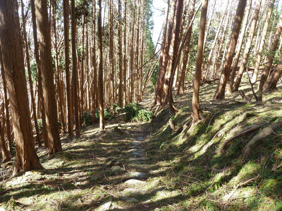 P1170734_mid.jpg