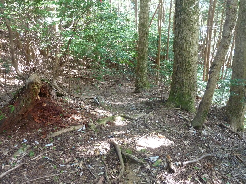 P1170913_mid.jpg