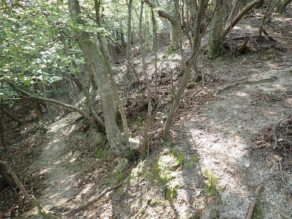 P5024872_mid.jpg