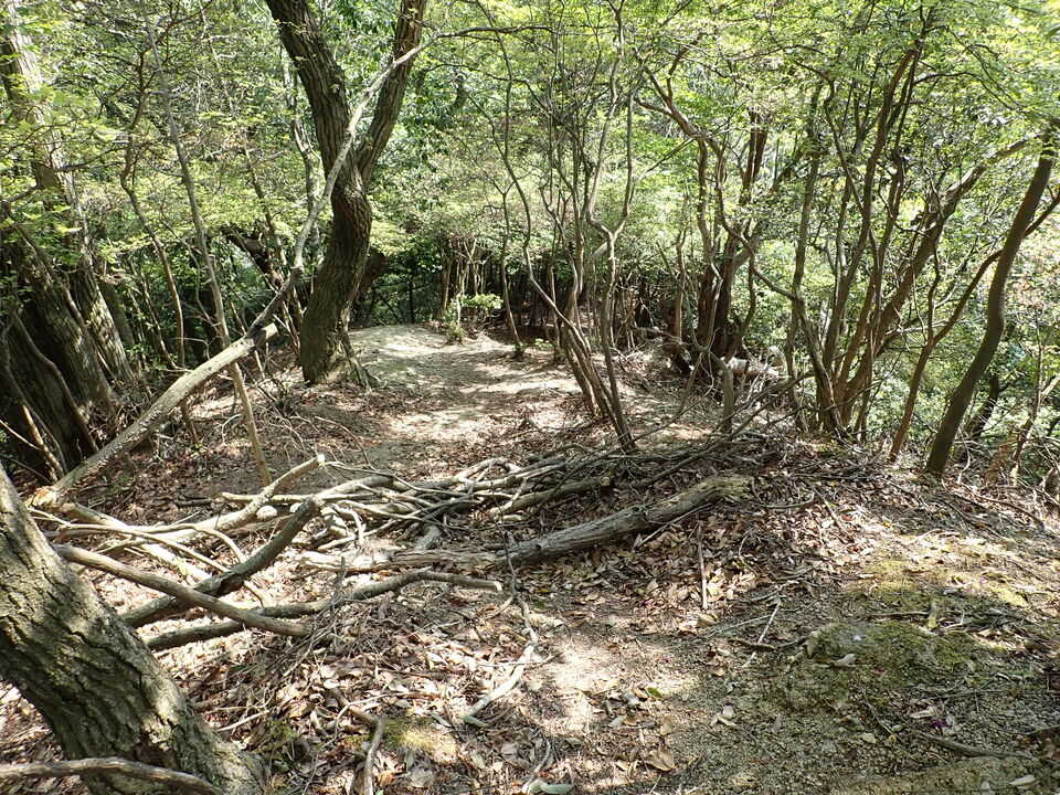 P5024878_mid.jpg