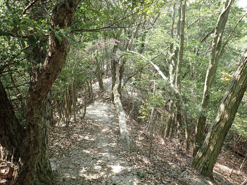 P5024887_mid.jpg