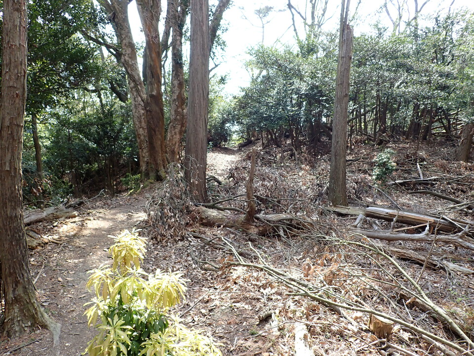 P5025309_mid.jpg