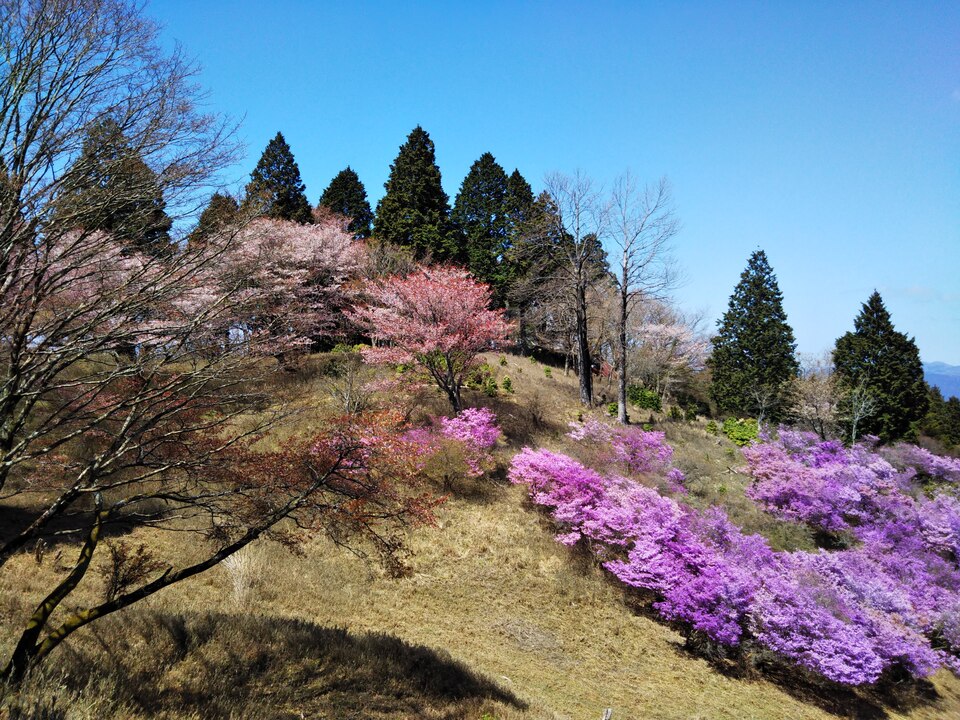 DSC_2455_mid.jpg