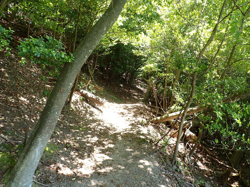 P6127083_mid.jpg