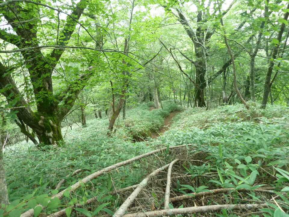 P1210886_mid.jpg
